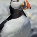 puffin_atlantic_msi_v_2731_can2118.jpg
